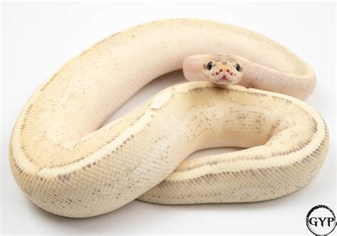 Image result for Leopard Puma Ball Python