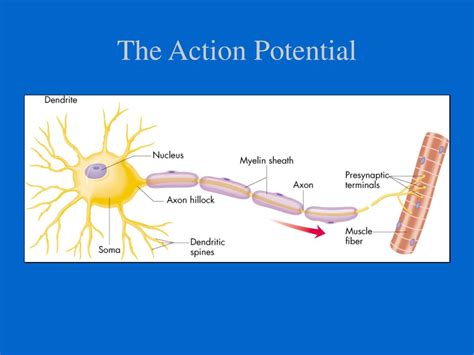 Action Potential Explained 的图像结果