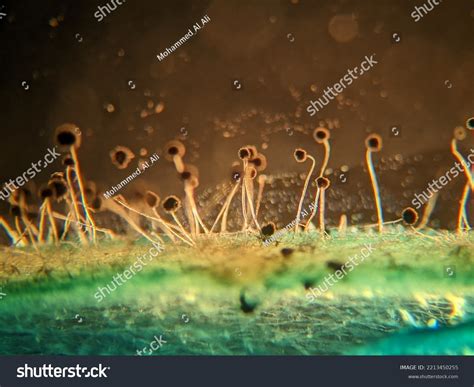 7,928 Microscope Old Images, Stock Photos & Vectors | Shutterstock