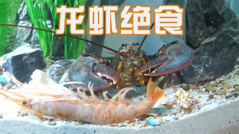 沉浸式养龙虾，因不满被人捉弄以绝食抗议，没见过这么有刚的龙虾_哔哩哔哩_bilibili