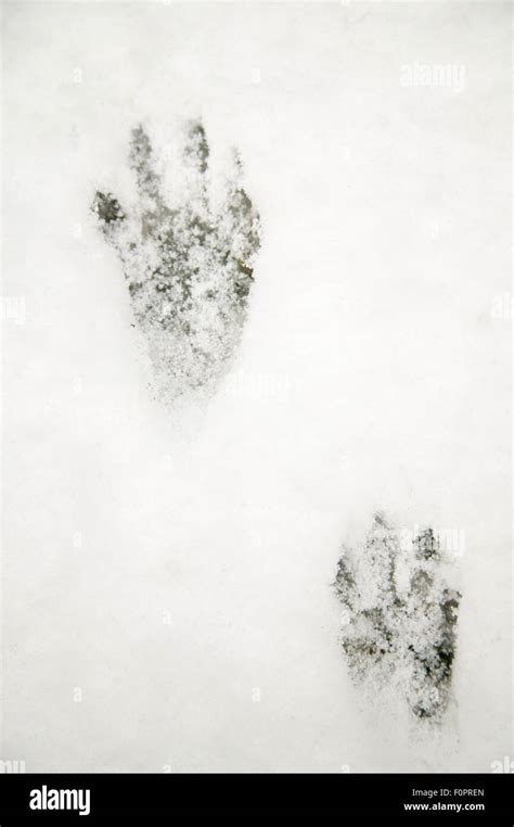 Raccoon tracks in the snow in Issaquah, Washington, USA Stock Photo - Alamy