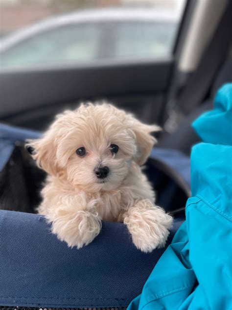 Full Grown Toy Maltipoo