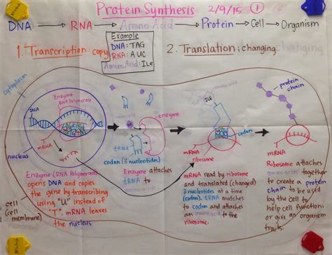 Protein Synthesis Definition Biology Example at Beau Galway blog
