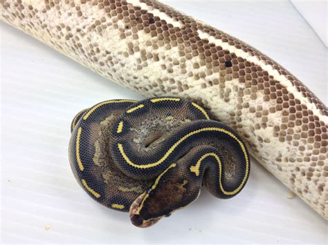 Image result for Leopard Freeway Ball Python