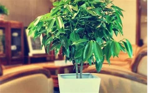 客厅摆放哪些植物比较好，客厅摆放植物有什么风水讲究-上海装潢网