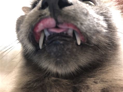 Painful mouth, difficulty eating, Ulcers on a cats mouth/lips. Indolent ...