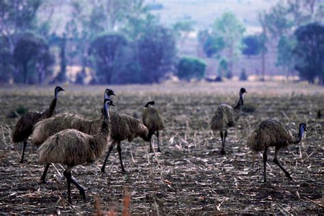 Emu | Description, Habitat, Diet, Height, Speed, & Facts | Britannica