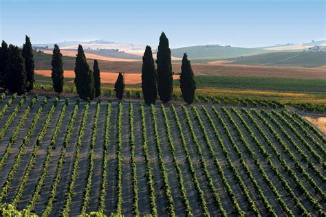 El Consejo Regulador - Sherry Wines