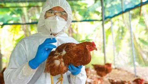 Suspected Bird Flu Outbreak In Telangana: 2,500 Chickens Dead ...
