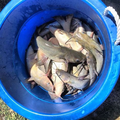 Catfish Using Garmin 4 Fishfinder 的图像结果