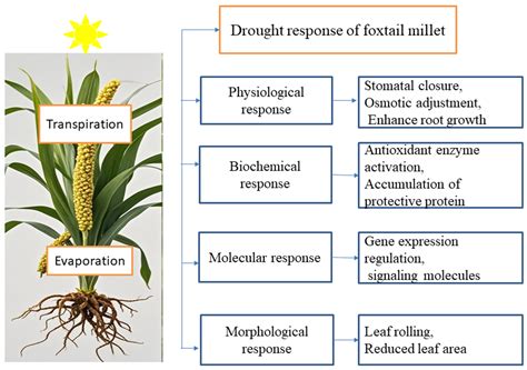 Mechanisms of Salt and Drought Stress Responses in Foxtail Millet