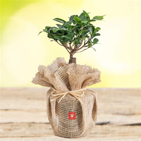 Plants :: By Types :: Bonsai Plants :: Ficus Bonsai Plant