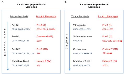 Immunophenotyping of Acute Leukemias – From Biology to Clinical ...