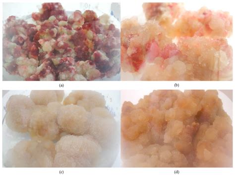 Effect of Pentacyclic Triterpenoids-Rich Callus Extract of Chaenomeles ...