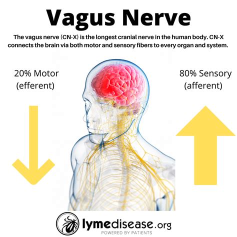 Vagus Nerve Palsy Recurrent Laryngeal Nerve Wikipedia