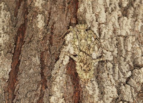 #EnvironmentMonth: We're insane about insects!