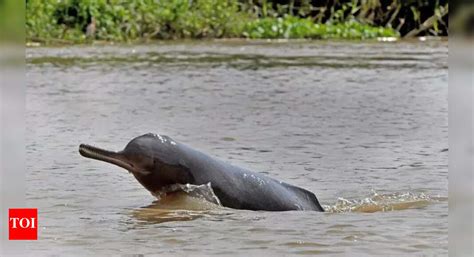 Bengal home to 111 endangered Irrawaddy dolphins, Sundarbans has 108 ...