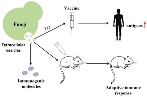 Fungal Extracellular Vesicle Proteins with Potential in Biological ...