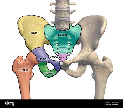 Pelvis and hip bones with major anatomical regions labeled on a white ...
