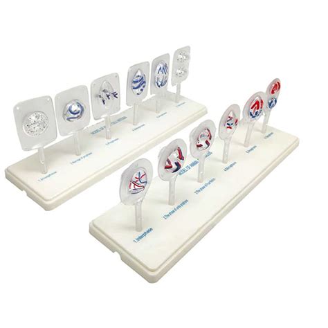 Anatomy Teaching Model Animal Cell Model Animal Cell Meiosis Model ...