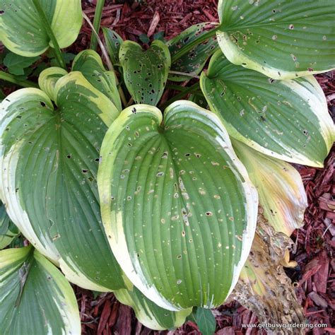How To Control Slugs In The Garden Organically - Get Busy Gardening