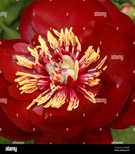Peony - Buckeye Belle Stock Photo - Alamy