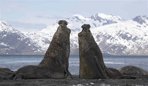 10 Incredible Animals That Live in Antarctica