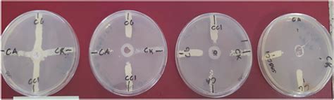 Lactoferrin Solution as a New Natural Photosensitizer in Photodynamic ...