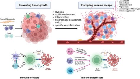 Frontiers | Towards a New 3Rs Era in the construction of 3D cell culture models simulating tumor ... - related to vs associated with xbox