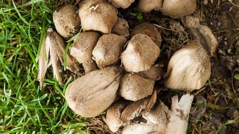 蘑菇怎么种植在家 —【发财农业网】