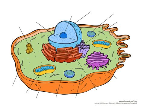 Basic Animal Cell Structure 的图像结果