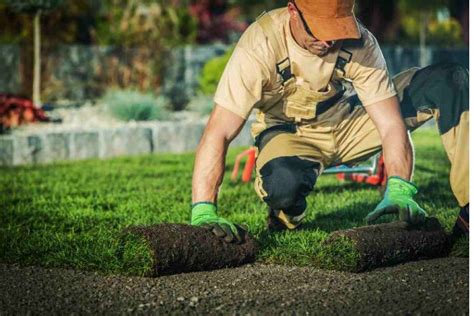 Image result for How to Mow Over Tree Roots