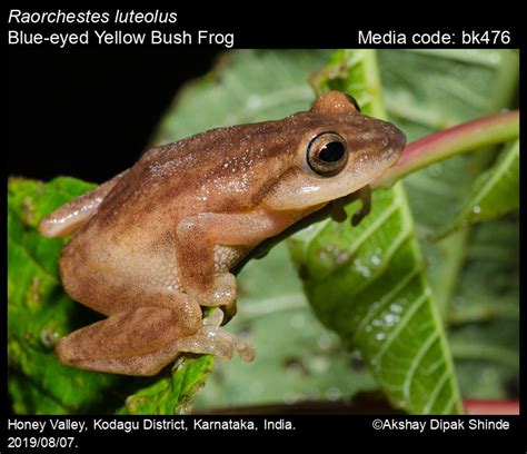 Raorchestes luteolus (Kuramoto & Joshy, 2003) - Blue-eyed Yellow Bush ...