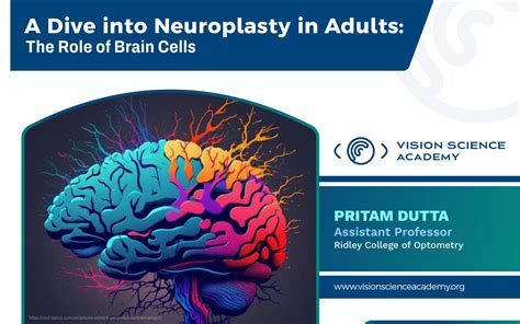 A Dive into Neuroplasty in Adults: The Role of Brain Cells - Vision ...