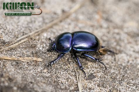 Can Beetles Bite? What You Need to Know About Species