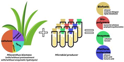 Recent Advances in Miscanthus Macromolecule Conversion: A Brief Overview