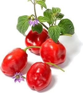 Biosnyg Red Manzano Chilli Seed Price in India - Buy Biosnyg Red ...
