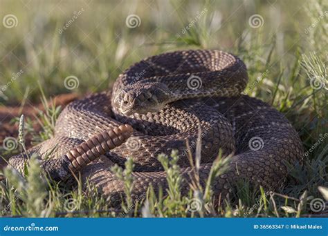 Big Western Diamondback Rattlesnake Stock Image - Image of viperidae ...