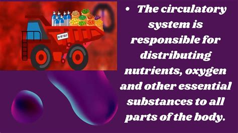 THE CIRCULATORY SYSTEM AND THE FUNCTIONS OF SOME PARTS LIKE THE HEART AND HOW BLOOD CIRCULATES ...