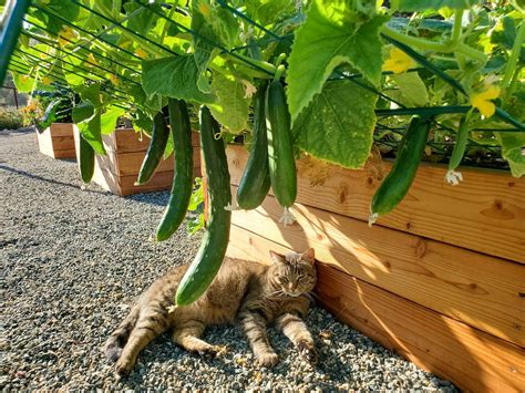 How To Support Cucumbers In The Garden at Tina Lown blog