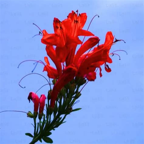 Tecoma Capensis (Orange Trumpet Bush) - Plant – Lalit Enterprise