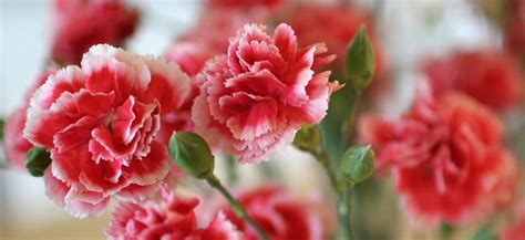 Yellow Carnation Flower Meaning