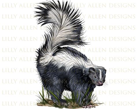 Skunk Drawing