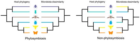 Phylosymbiosis: The Eco-Evolutionary Pattern of Insect–Symbiont ...