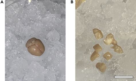 Tumor Tissue Homogenization Protocol 的图像结果