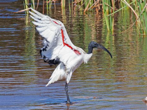 African Sacred Ibis - eBird