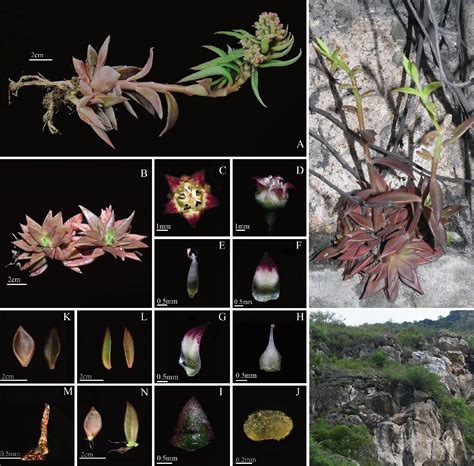 Species New to Science: [Botany • 2025] Sinocrassula obliquifolia (Crassulaceae) • A New Species ...