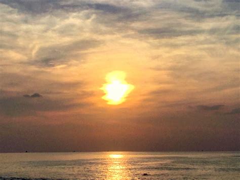 Image result for Sunset Python Snake