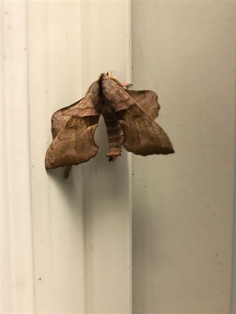 Walnut Sphinx Moth | Geauga Park District