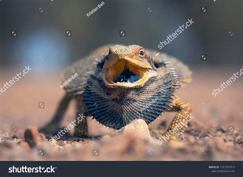 198 imágenes de Angry bearded dragon - Imágenes, fotos y vectores de ...